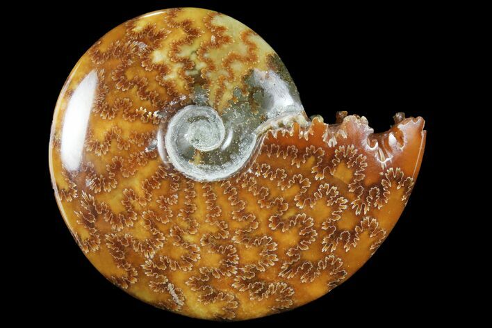 Polished, Agatized Ammonite (Cleoniceras) - Madagascar #94277